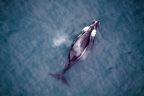 noaa north pacific right whale